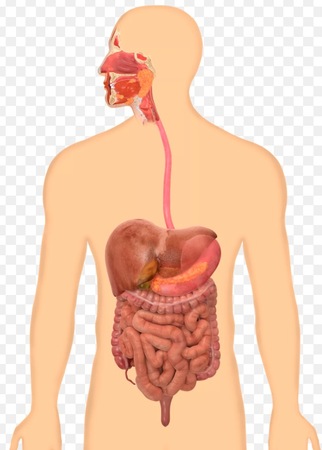 digestive system diagram